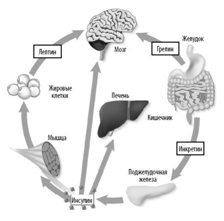 Иллюстрация к книге — Взламывая анатомию [image197.jpg]