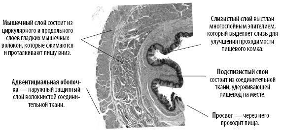 Иллюстрация к книге — Взламывая анатомию [image203.jpg]
