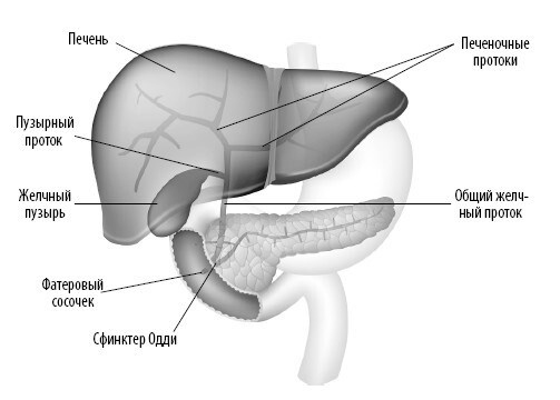 Иллюстрация к книге — Взламывая анатомию [image208.jpg]