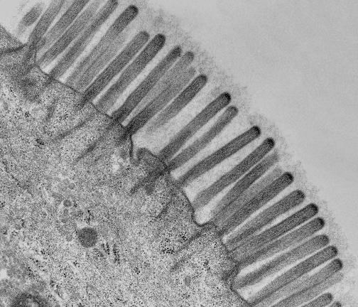 Иллюстрация к книге — Взламывая анатомию [image210.jpg]