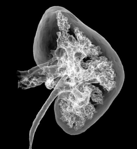 Иллюстрация к книге — Взламывая анатомию [image216.jpg]