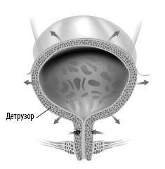 Иллюстрация к книге — Взламывая анатомию [image220.jpg]