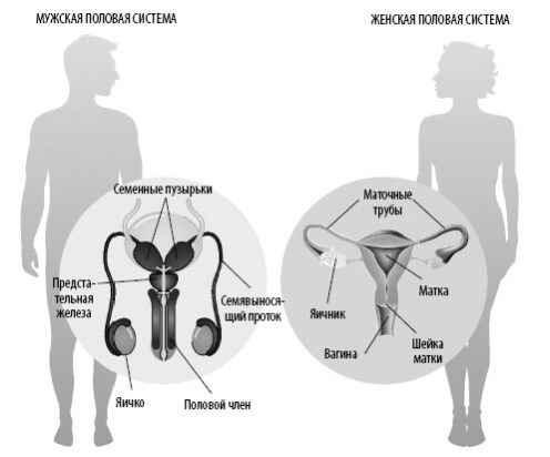 Иллюстрация к книге — Взламывая анатомию [image224.jpg]