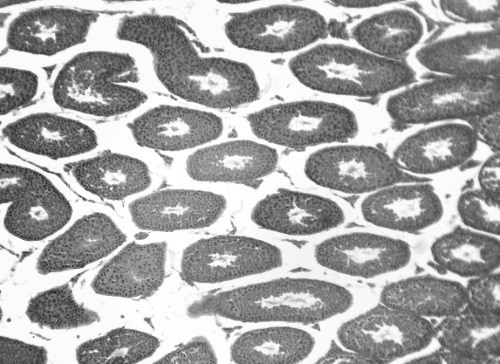 Иллюстрация к книге — Взламывая анатомию [image232.jpg]