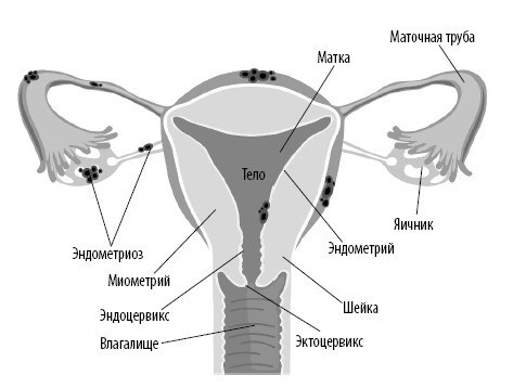Иллюстрация к книге — Взламывая анатомию [image239.jpg]