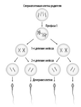 Иллюстрация к книге — Взламывая анатомию [image24.jpg]