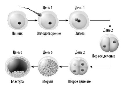 Иллюстрация к книге — Взламывая анатомию [image241.jpg]
