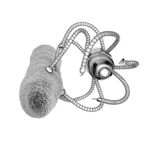 Иллюстрация к книге — Взламывая анатомию [image247.jpg]