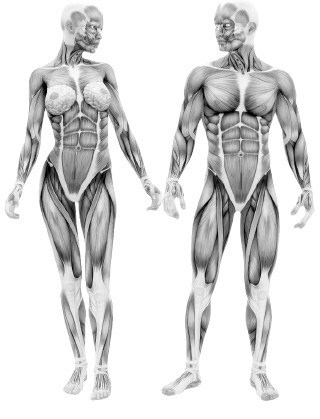 Иллюстрация к книге — Взламывая анатомию [image249.jpg]