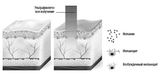 Иллюстрация к книге — Взламывая анатомию [image41.jpg]
