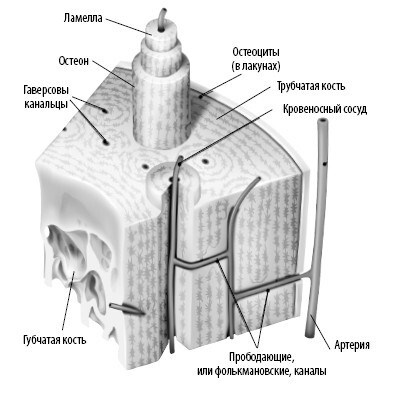 Иллюстрация к книге — Взламывая анатомию [image64.jpg]