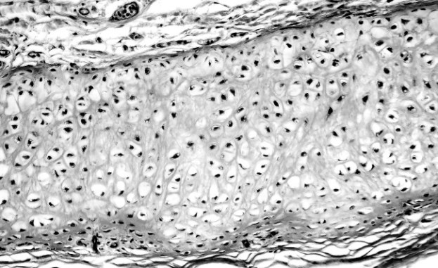 Иллюстрация к книге — Взламывая анатомию [image69.jpg]