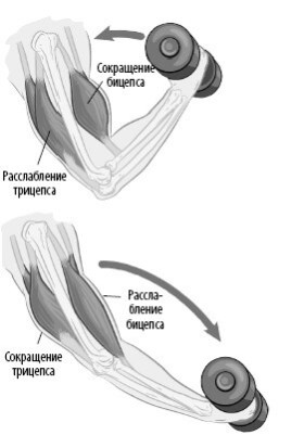 Иллюстрация к книге — Взламывая анатомию [image80.jpg]