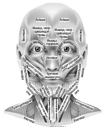 Иллюстрация к книге — Взламывая анатомию [image83.jpg]