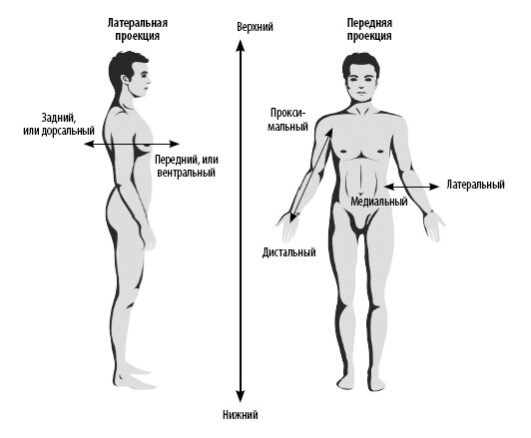 Иллюстрация к книге — Взламывая анатомию [image9.jpg]