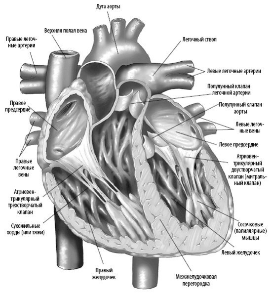 Иллюстрация к книге — Взламывая анатомию [image94.jpg]