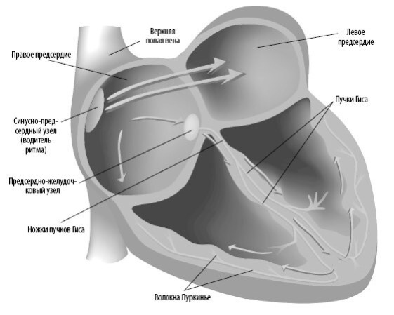 Иллюстрация к книге — Взламывая анатомию [image95.jpg]