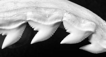 Иллюстрация к книге — Взламывая планету Земля [image70.jpg]