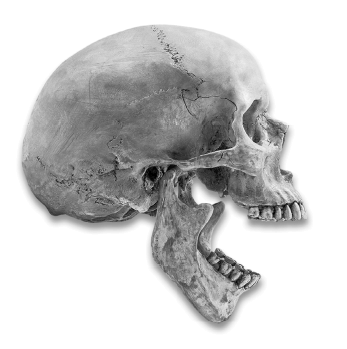 Иллюстрация к книге — Укус эволюции. Откуда у современного человека неправильный прикус, кривые зубы и другие деформации челюсти [i_001.jpg]