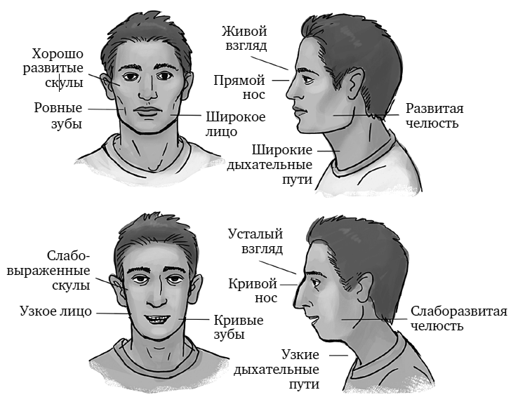 Иллюстрация к книге — Укус эволюции. Откуда у современного человека неправильный прикус, кривые зубы и другие деформации челюсти [i_005.jpg]