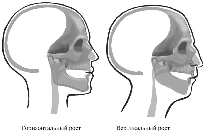 Иллюстрация к книге — Укус эволюции. Откуда у современного человека неправильный прикус, кривые зубы и другие деформации челюсти [i_019.jpg]