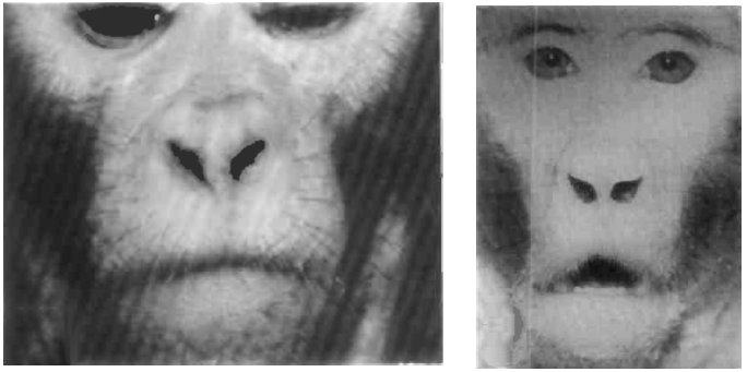 Иллюстрация к книге — Укус эволюции. Откуда у современного человека неправильный прикус, кривые зубы и другие деформации челюсти [i_032.jpg]