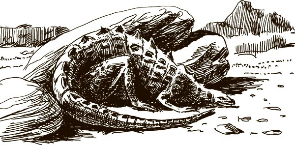 Иллюстрация к книге — Увлекательная анатомия [i_001.jpg]