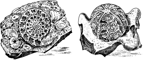 Иллюстрация к книге — Увлекательная анатомия [i_008.jpg]