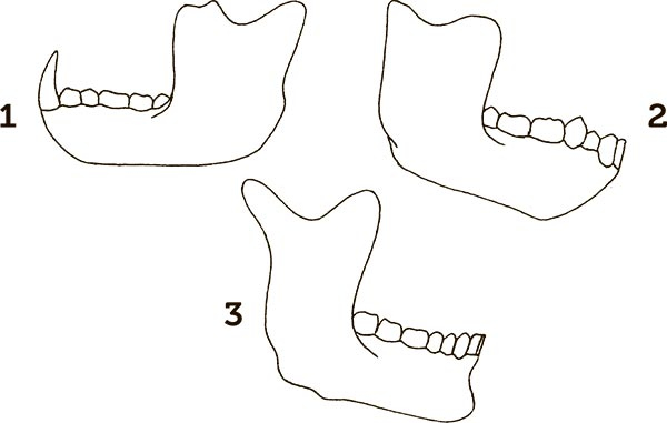 Иллюстрация к книге — Увлекательная анатомия [i_015.jpg]