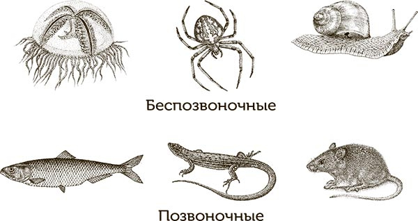 Иллюстрация к книге — Увлекательная анатомия [i_018.jpg]