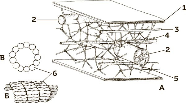 Иллюстрация к книге — Увлекательная анатомия [i_019.jpg]