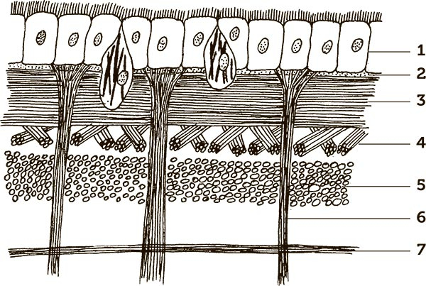 Иллюстрация к книге — Увлекательная анатомия [i_020.jpg]