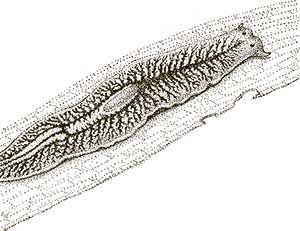 Иллюстрация к книге — Увлекательная анатомия [i_021.jpg]