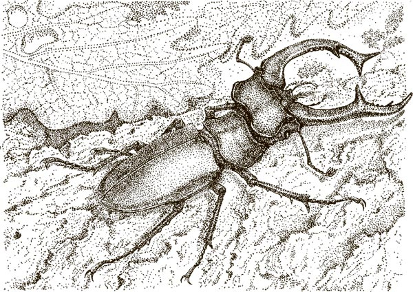 Иллюстрация к книге — Увлекательная анатомия [i_022.jpg]