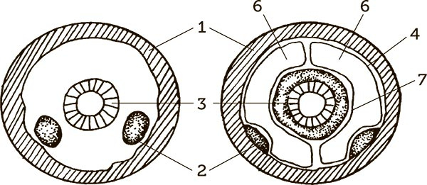 Иллюстрация к книге — Увлекательная анатомия [i_027.jpg]