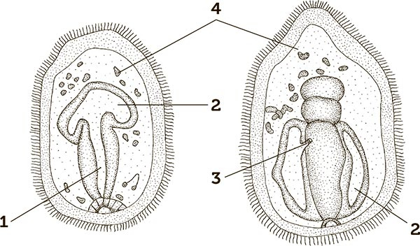 Иллюстрация к книге — Увлекательная анатомия [i_028.jpg]