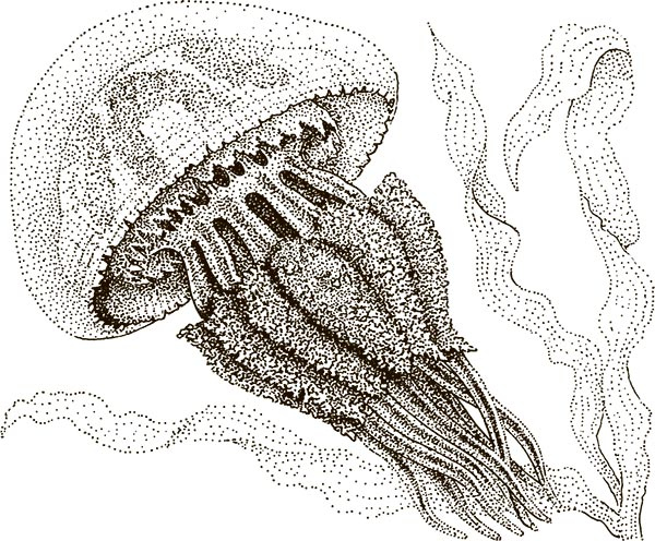 Иллюстрация к книге — Увлекательная анатомия [i_029.jpg]