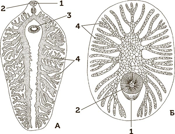 Иллюстрация к книге — Увлекательная анатомия [i_031.jpg]