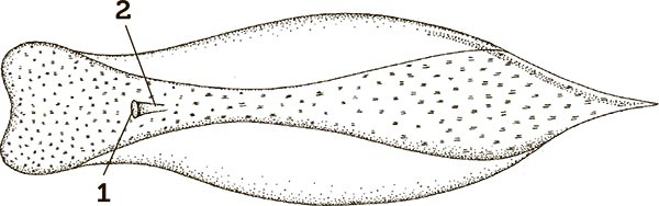 Иллюстрация к книге — Увлекательная анатомия [i_032.jpg]