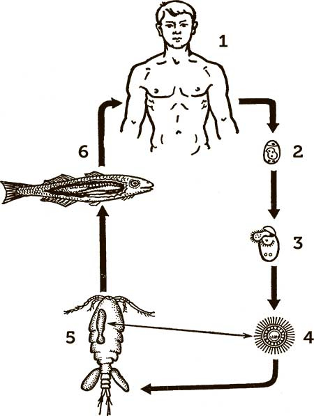 Иллюстрация к книге — Увлекательная анатомия [i_033.jpg]