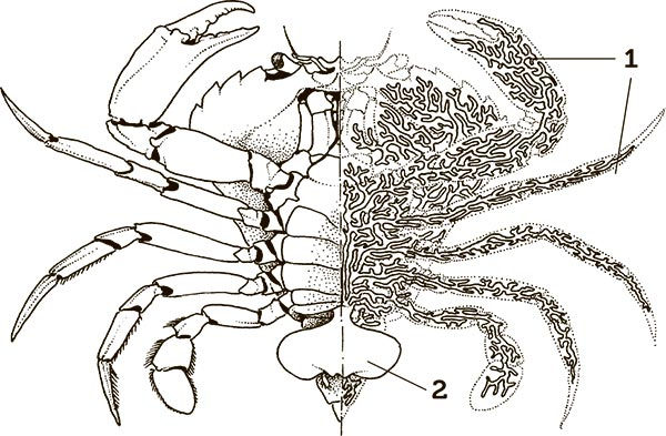 Иллюстрация к книге — Увлекательная анатомия [i_034.jpg]