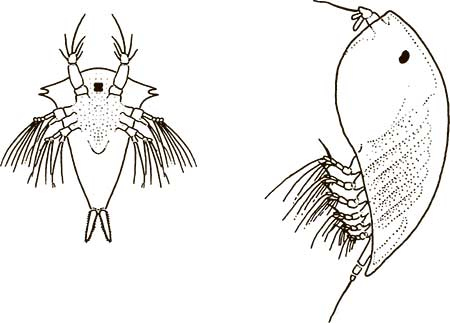 Иллюстрация к книге — Увлекательная анатомия [i_035.jpg]