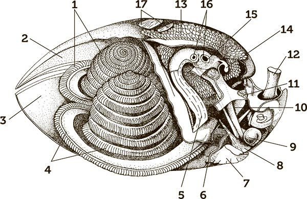Иллюстрация к книге — Увлекательная анатомия [i_039.jpg]