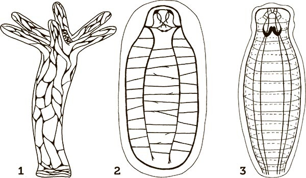 Иллюстрация к книге — Увлекательная анатомия [i_041.jpg]