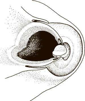 Иллюстрация к книге — Увлекательная анатомия [i_044.jpg]