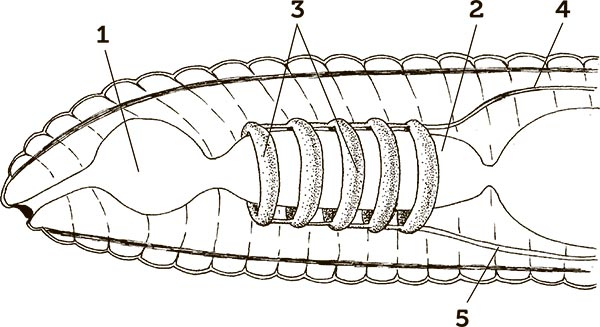 Иллюстрация к книге — Увлекательная анатомия [i_047.jpg]