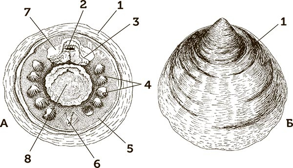 Иллюстрация к книге — Увлекательная анатомия [i_049.jpg]