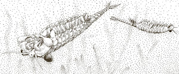 Иллюстрация к книге — Увлекательная анатомия [i_050.jpg]