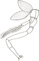 Иллюстрация к книге — Увлекательная анатомия [i_051.jpg]