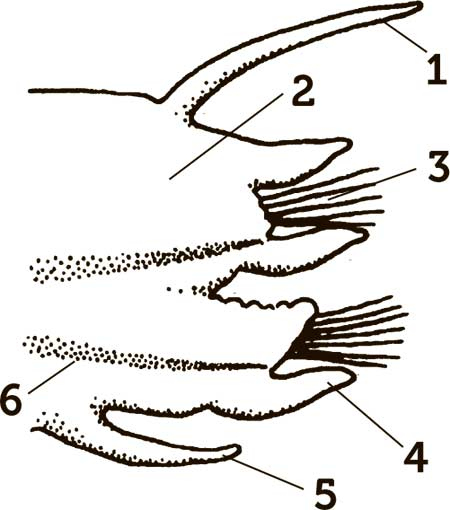 Иллюстрация к книге — Увлекательная анатомия [i_052.jpg]